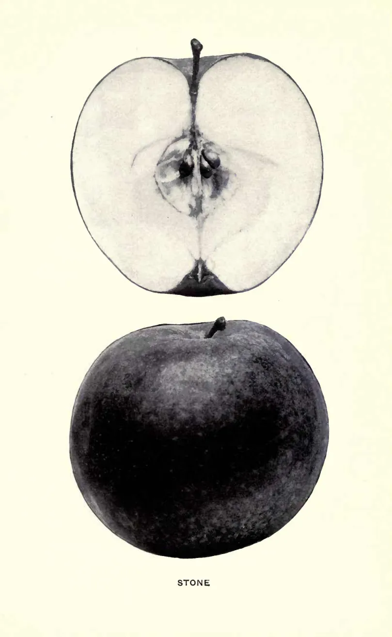 Illustration from Beach, The Apples of New York Vol. 1 (1905)