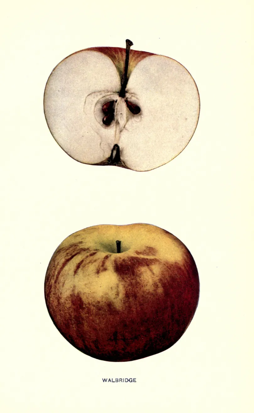 Illustration from Beach, The Apples of New York Vol. 1 (1905)