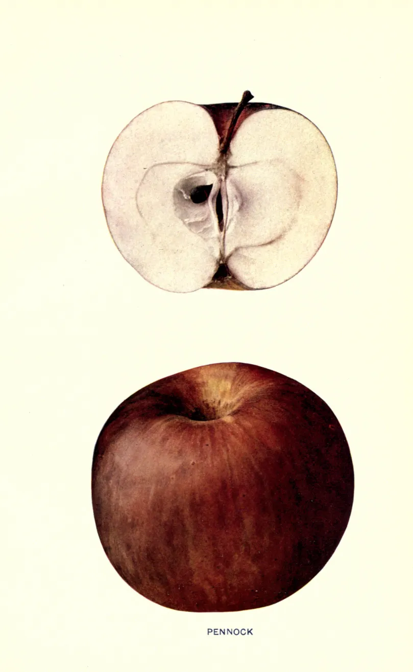 Illustration from Beach, The Apples of New York Vol. 1 (1905)