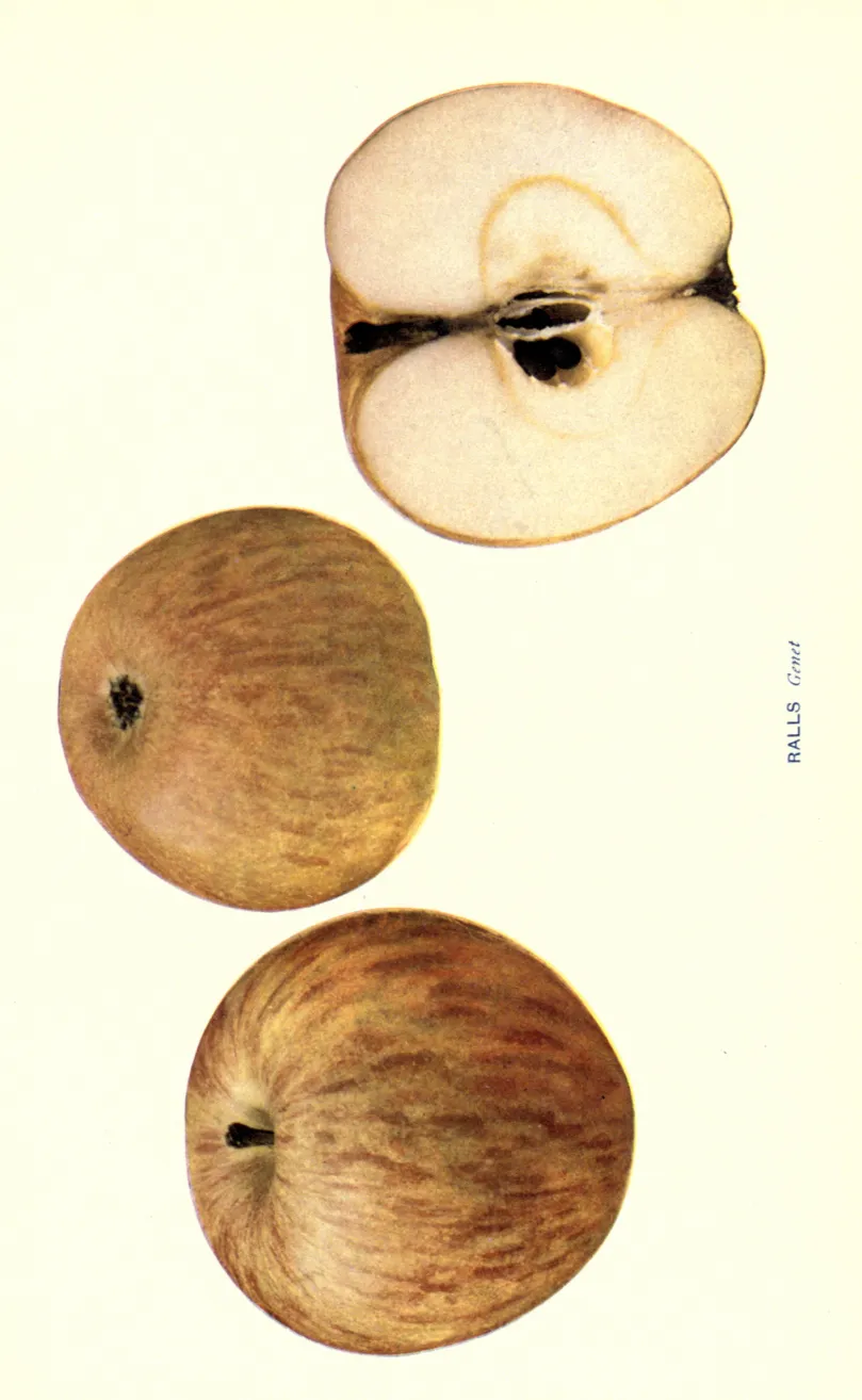 Illustration from Beach, The Apples of New York Vol. 1 (1905)