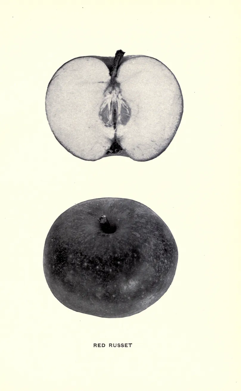 Illustration from Beach, The Apples of New York Vol. 1 (1905)