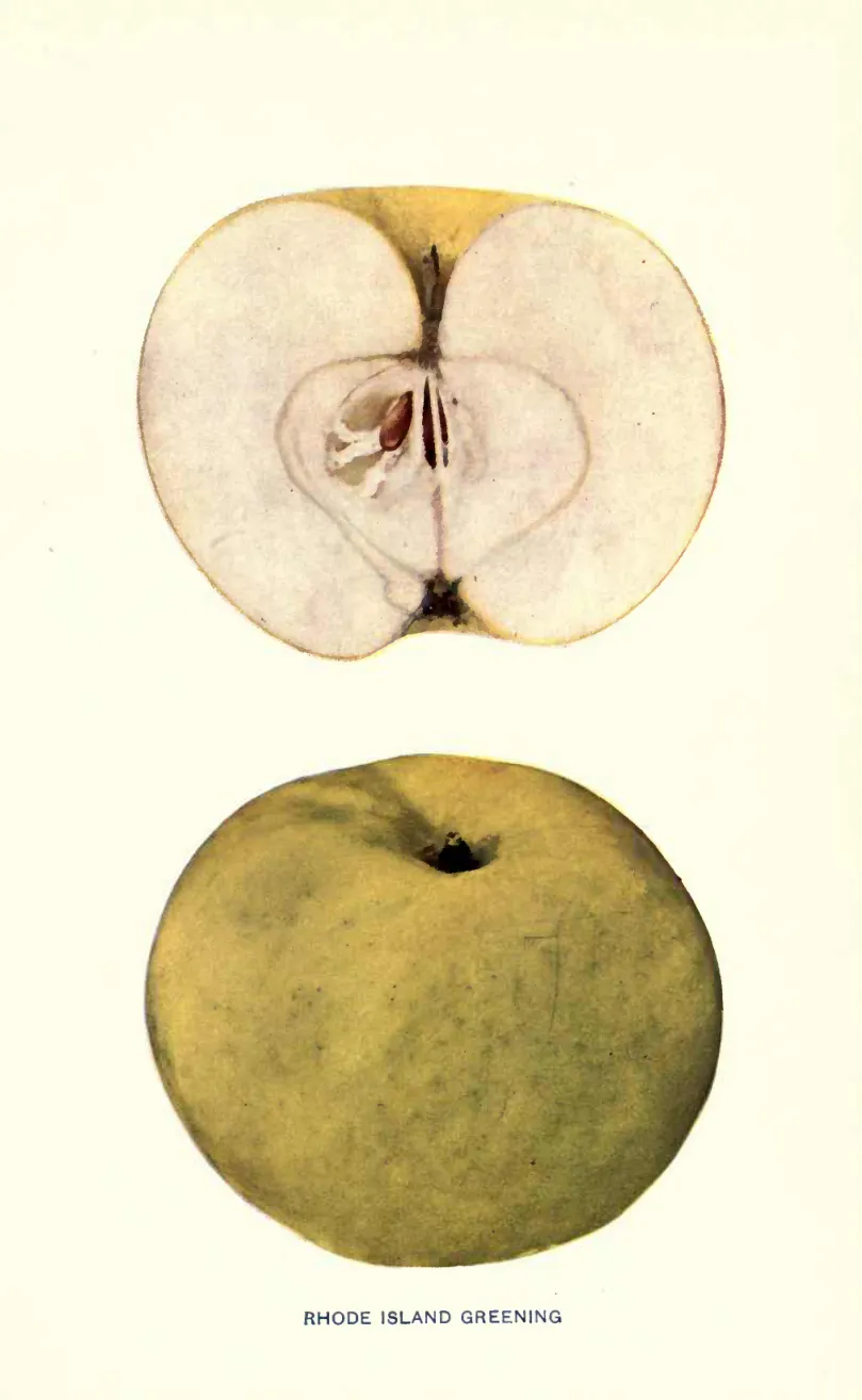 Illustration from Beach, The Apples of New York Vol. 1 (1905)