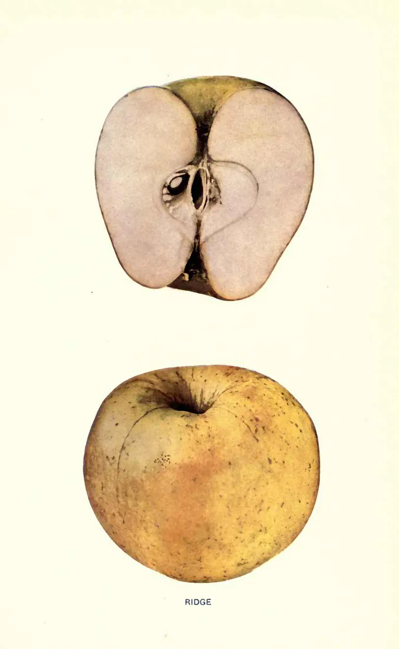 Illustration of Rock Pippin Of Eastern New York