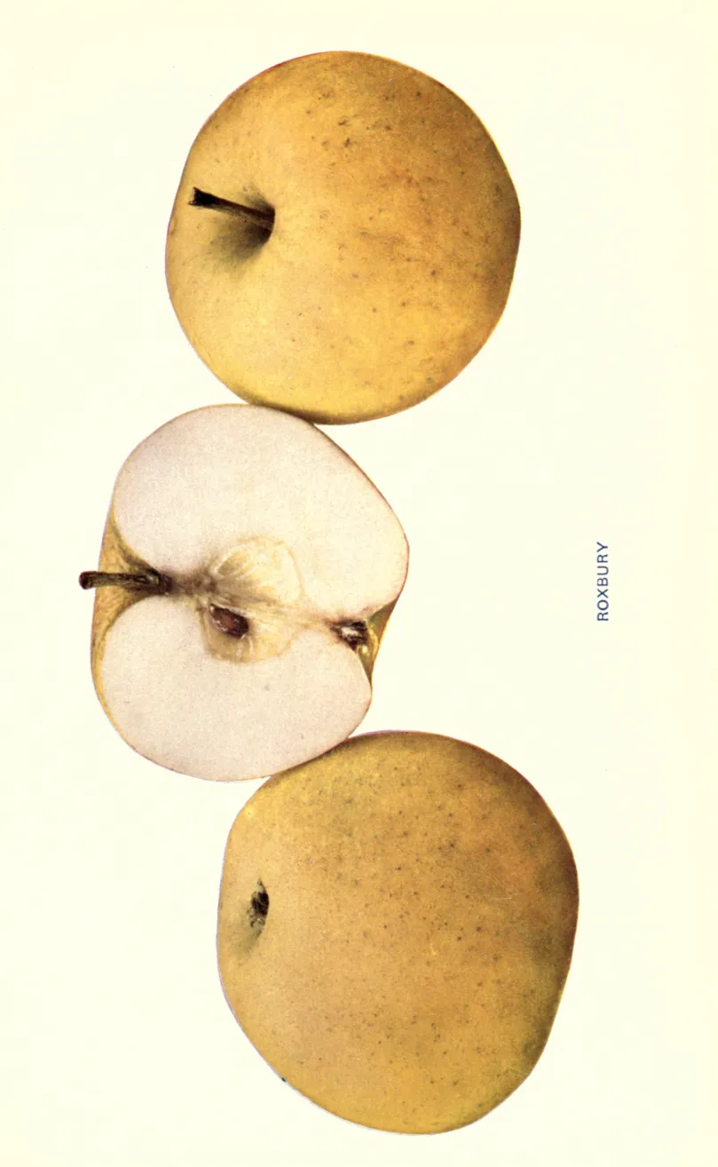 Illustration from Beach, The Apples of New York Vol. 1 (1905)