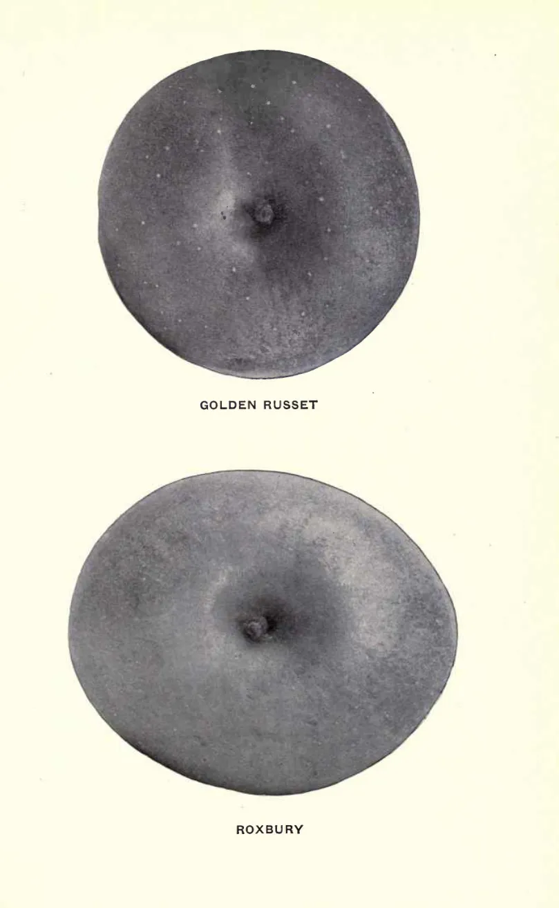 Illustration from Beach, The Apples of New York Vol. 1 (1905)