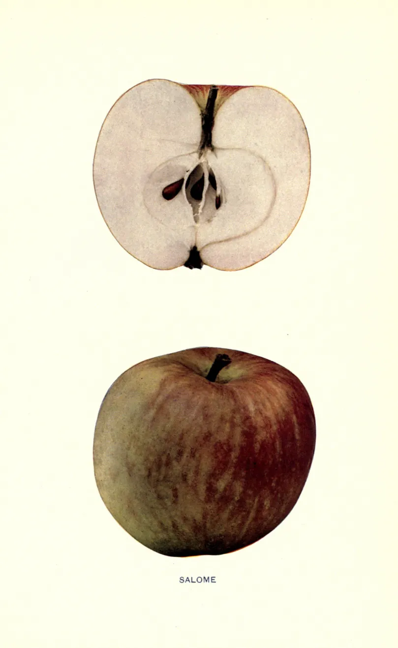 Illustration from Beach, The Apples of New York Vol. 1 (1905)