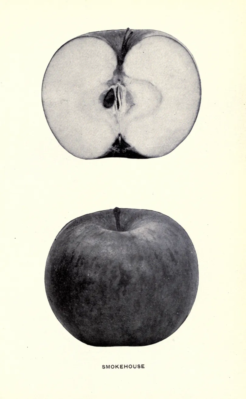 Illustration from Beach, The Apples of New York Vol. 1 (1905)