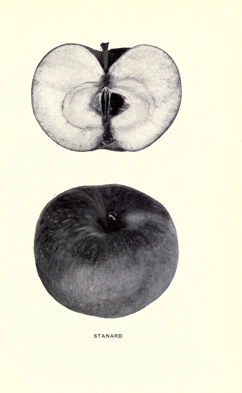 Illustration from Beach, The Apples of New York Vol. 1 (1905)