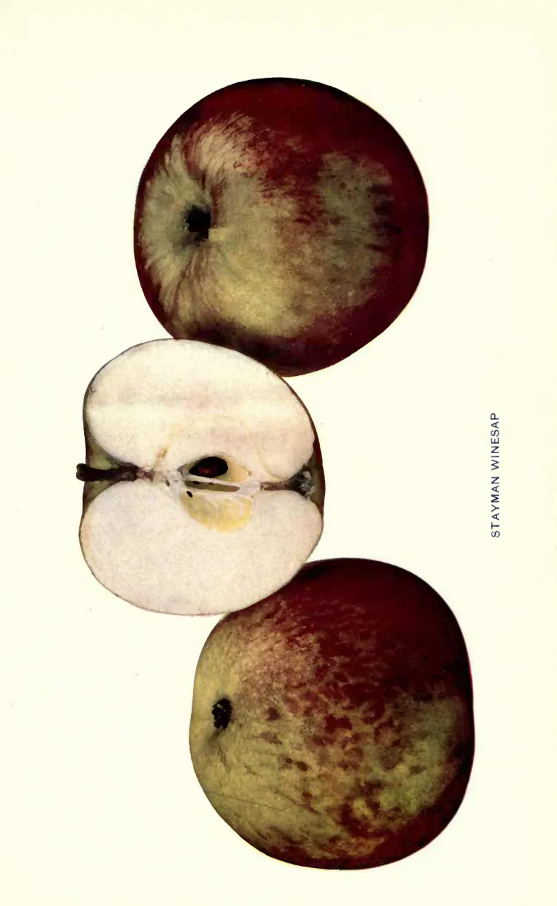Illustration from Beach, The Apples of New York Vol. 1 (1905)