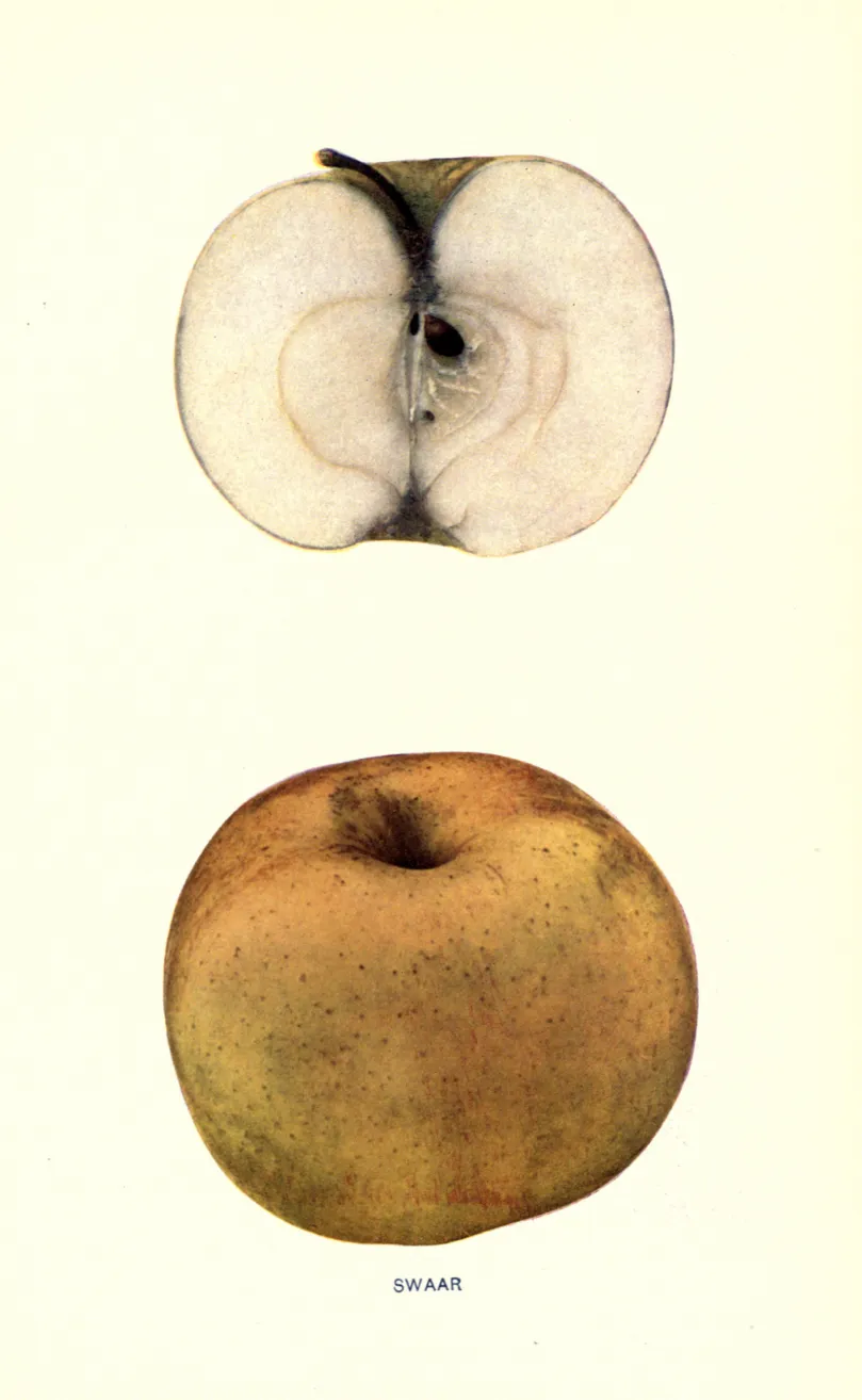 Illustration from Beach, The Apples of New York Vol. 1 (1905)