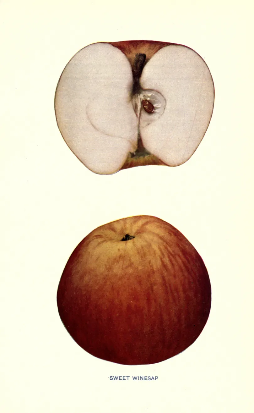 Illustration from Beach, The Apples of New York Vol. 1 (1905)