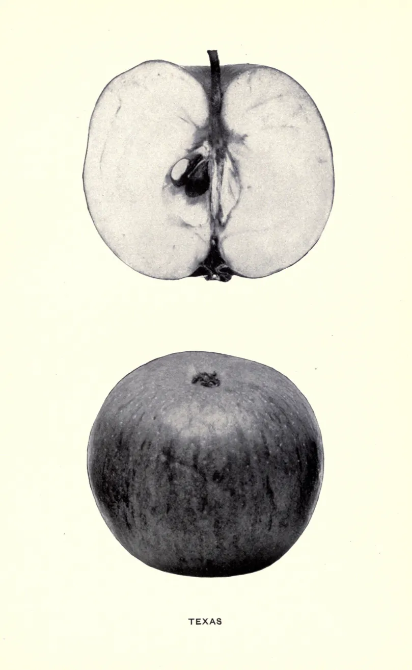 Illustration of Texas