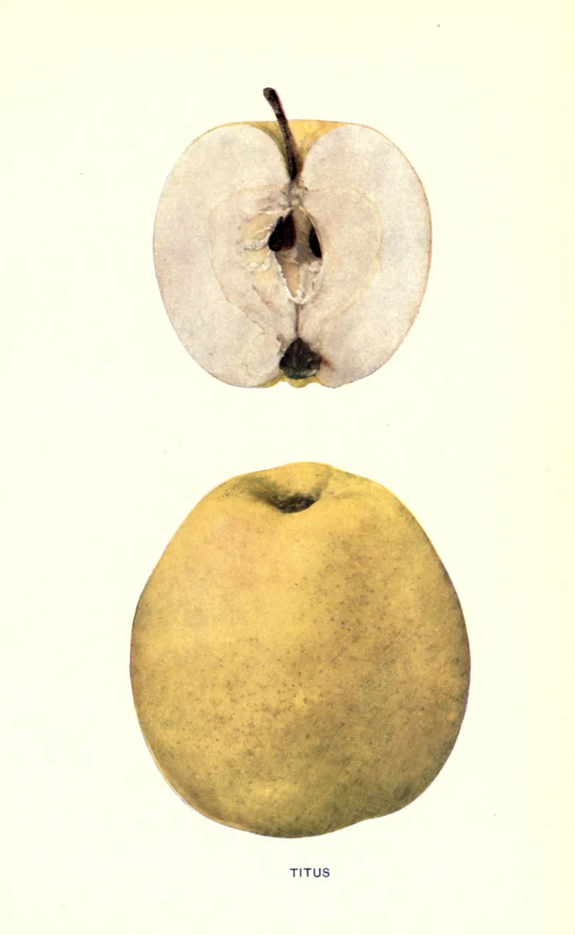 Illustration from Beach, The Apples of New York Vol. 1 (1905)