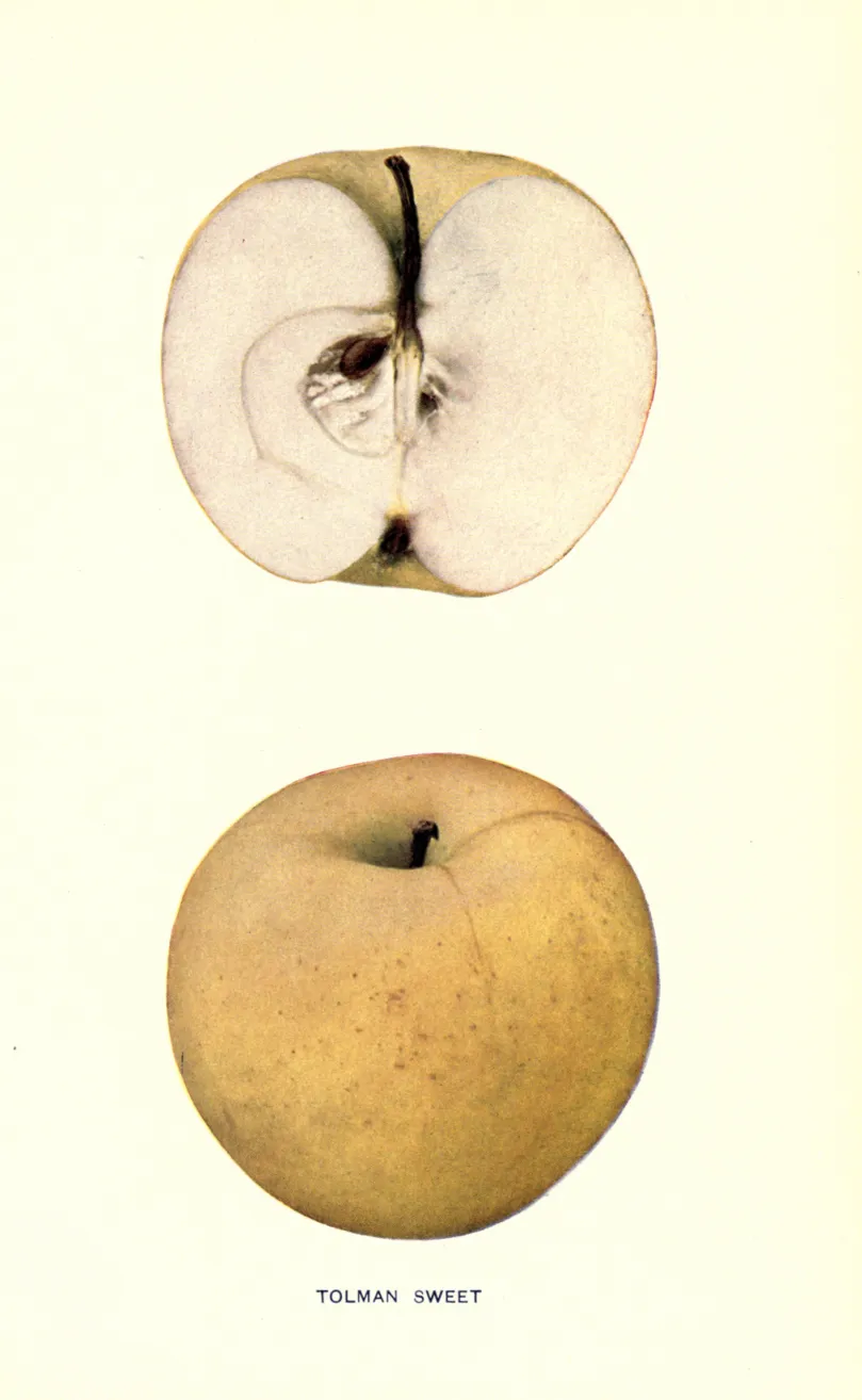Illustration from Beach, The Apples of New York Vol. 1 (1905)