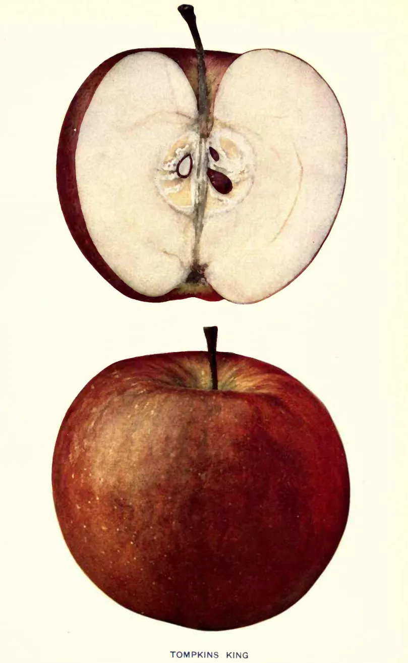 Illustration from Beach, The Apples of New York Vol. 1 (1905)
