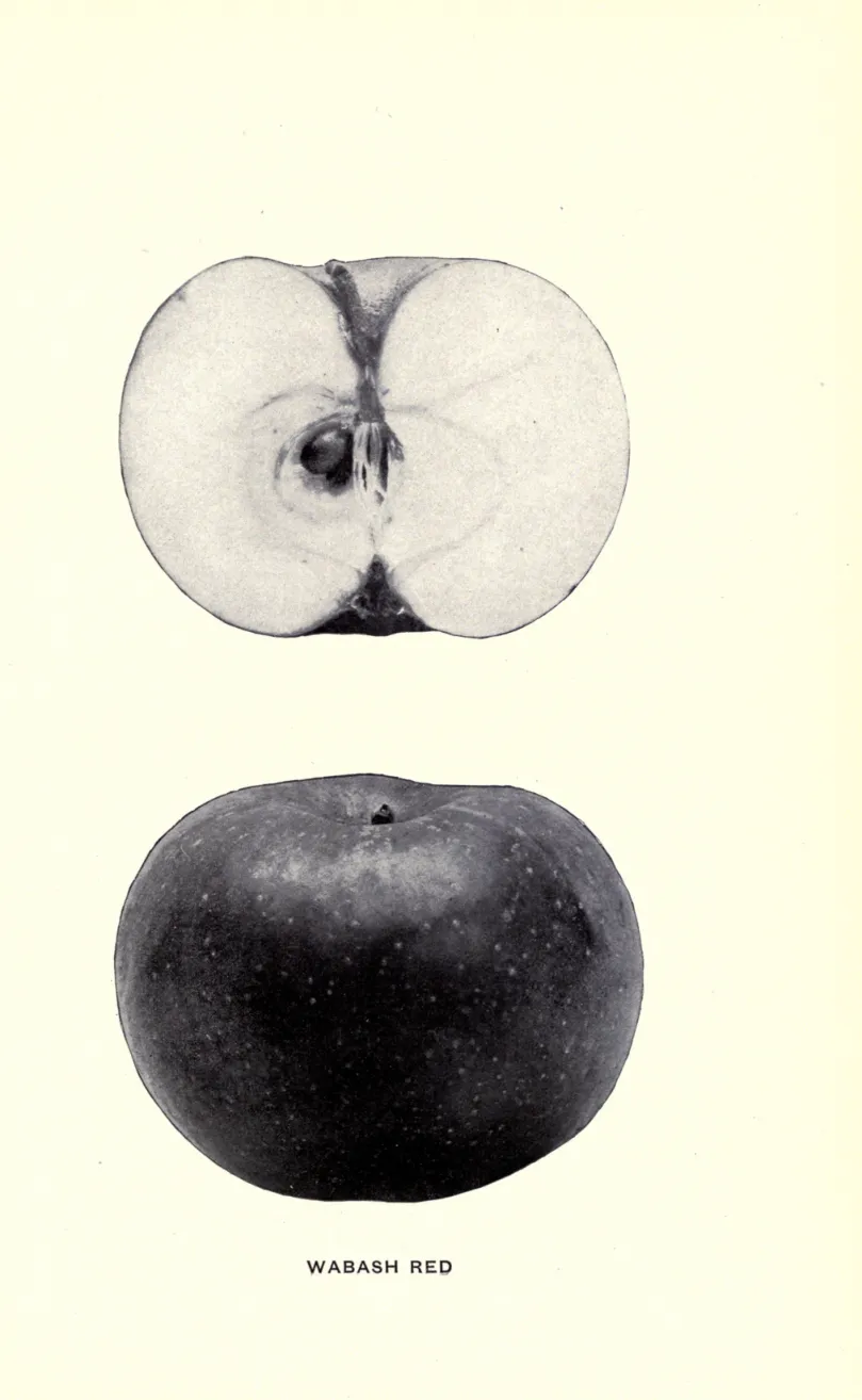 Illustration from Beach, The Apples of New York Vol. 1 (1905)