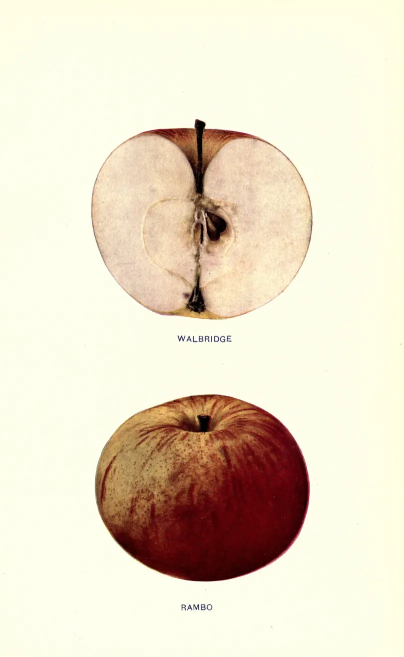 Illustration from Beach, The Apples of New York Vol. 1 (1905)