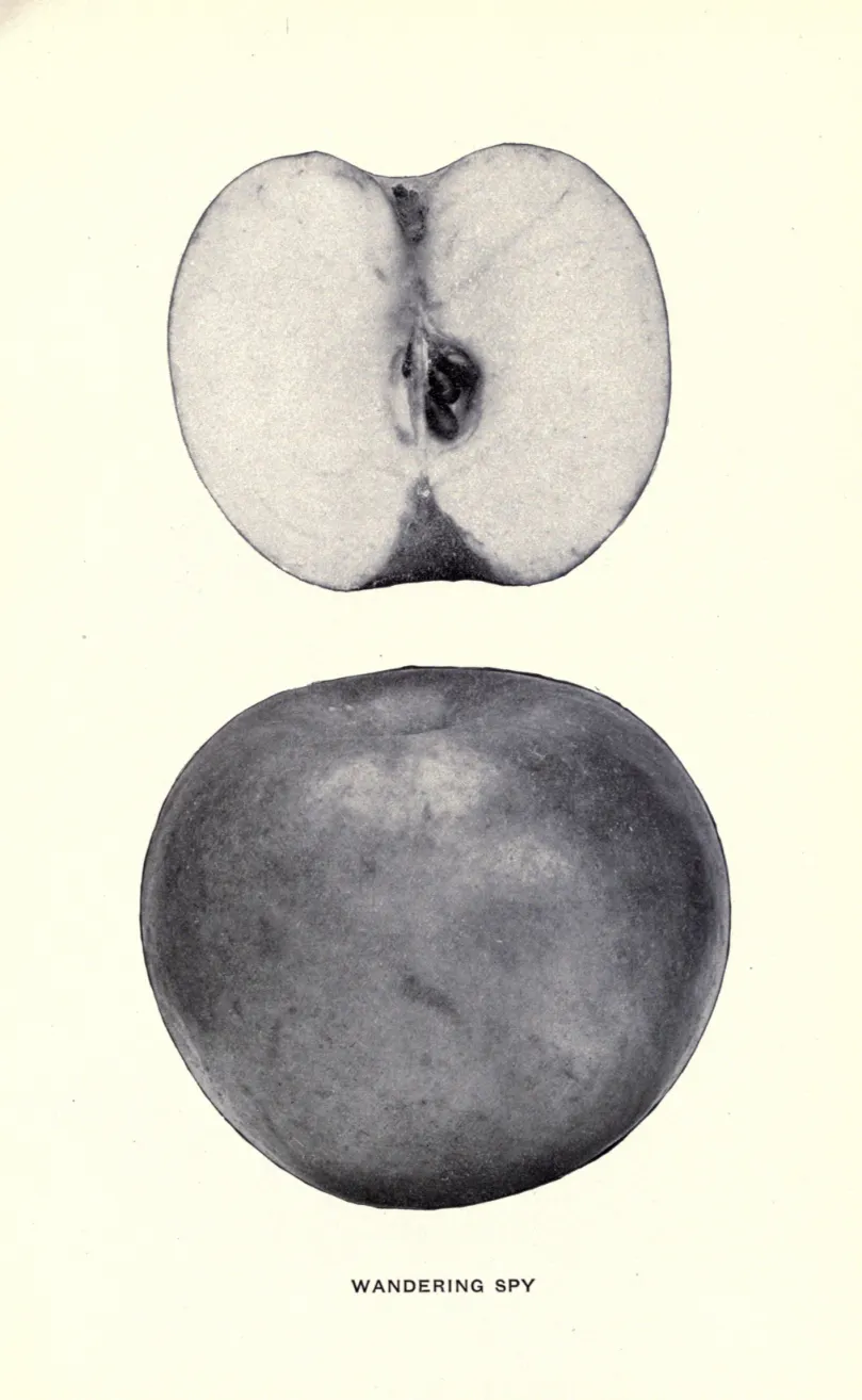 Illustration from Beach, The Apples of New York Vol. 1 (1905)