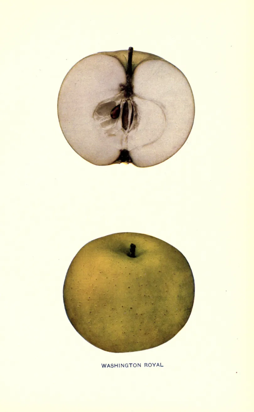 Illustration from Beach, The Apples of New York Vol. 1 (1905)