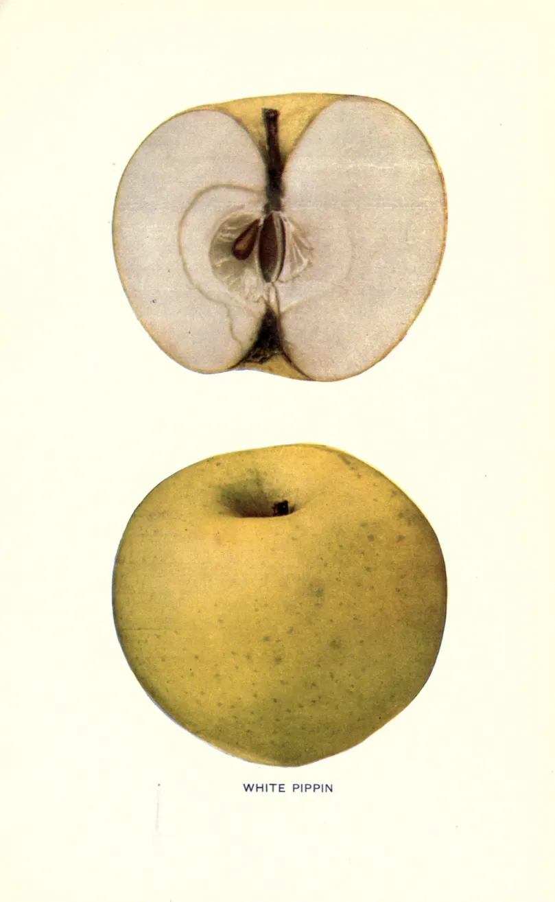 Illustration from Beach, The Apples of New York Vol. 1 (1905)