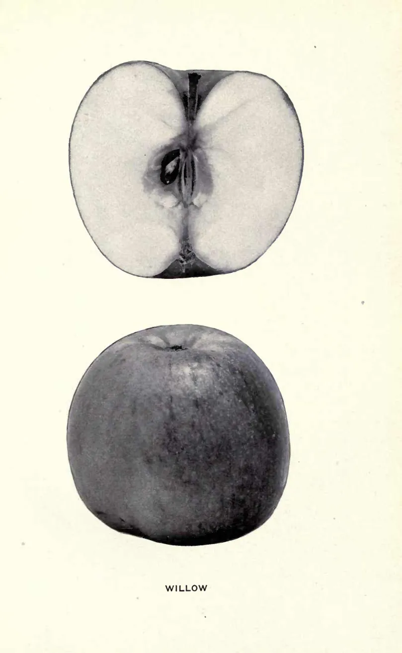 Illustration from Beach, The Apples of New York Vol. 1 (1905)