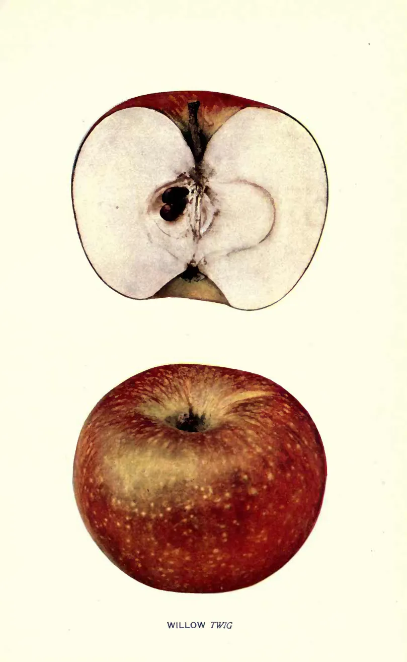 Illustration from Beach, The Apples of New York Vol. 1 (1905)