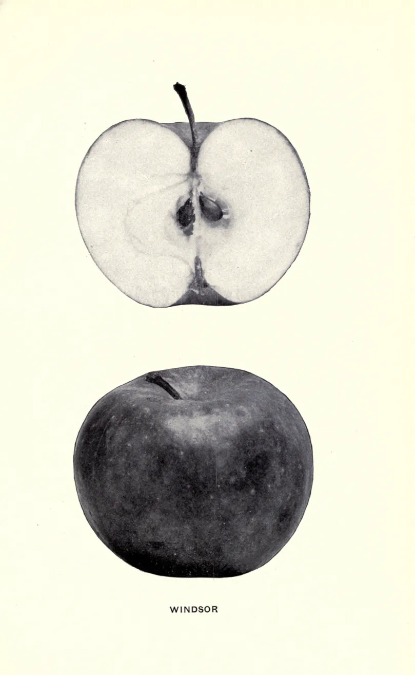 Illustration of Willsboro