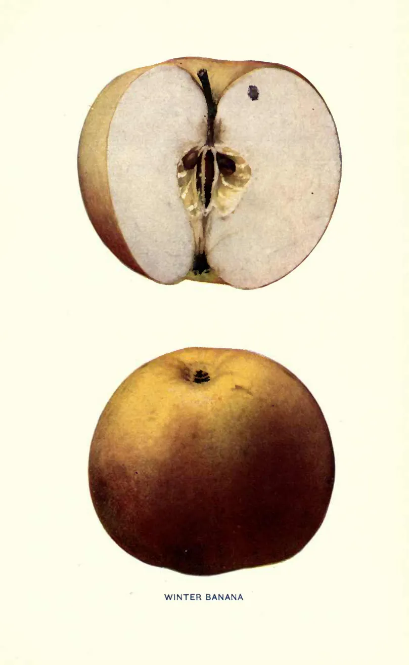 Illustration from Beach, The Apples of New York Vol. 1 (1905)