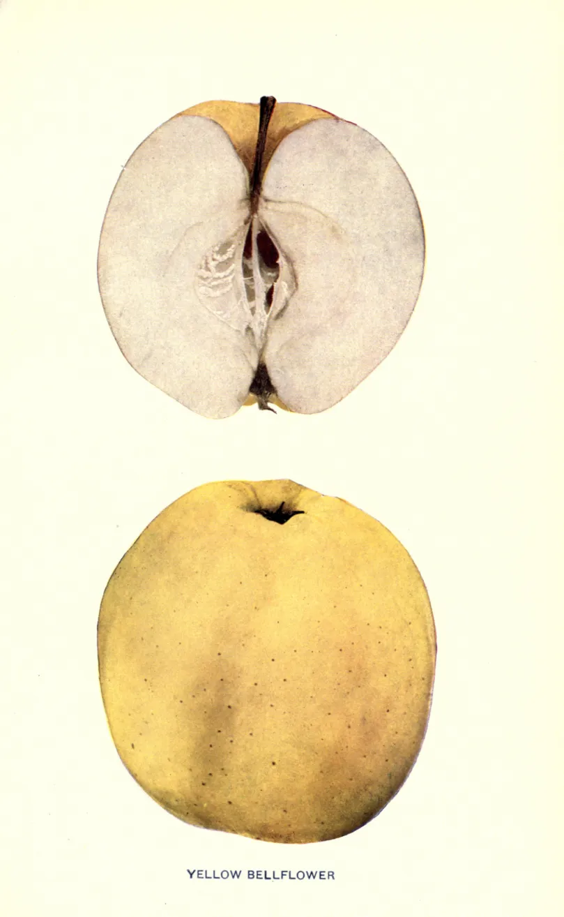 Illustration from Beach, The Apples of New York Vol. 1 (1905)