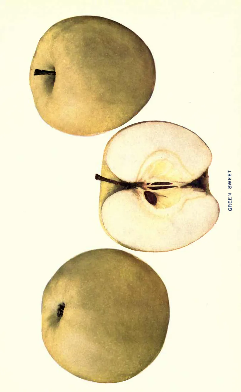 Illustration from Beach, The Apples of New York Vol. 1 (1905)