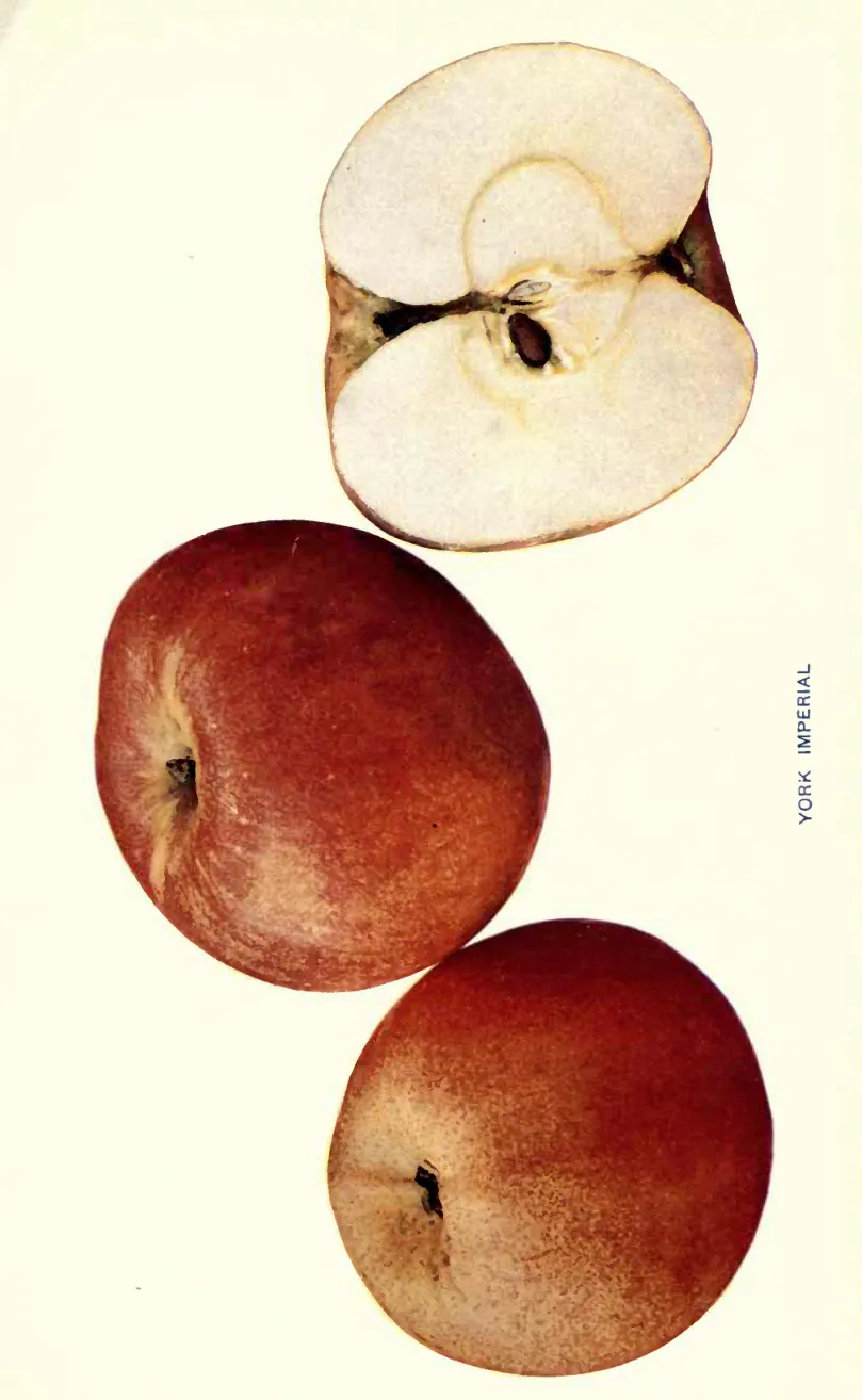 Illustration from Beach, The Apples of New York Vol. 1 (1905)