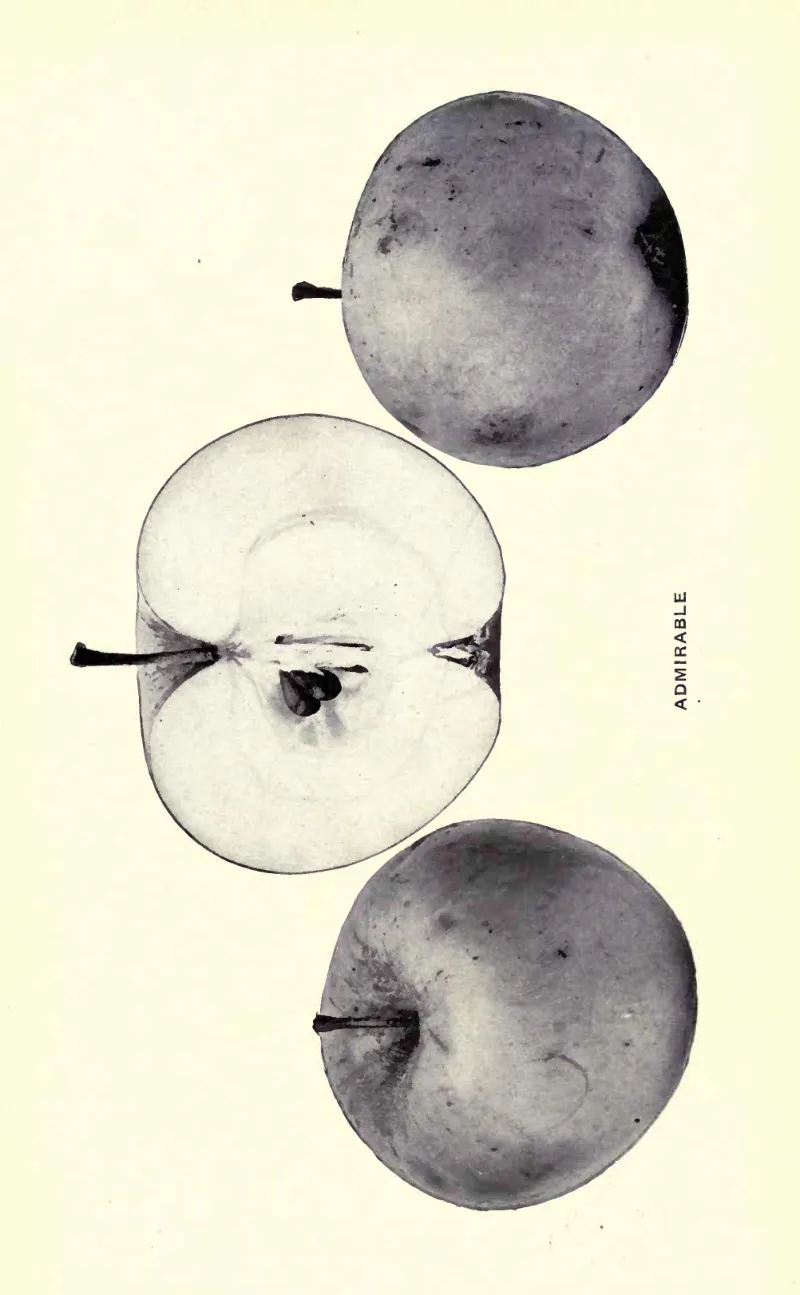 Illustration of Admirable