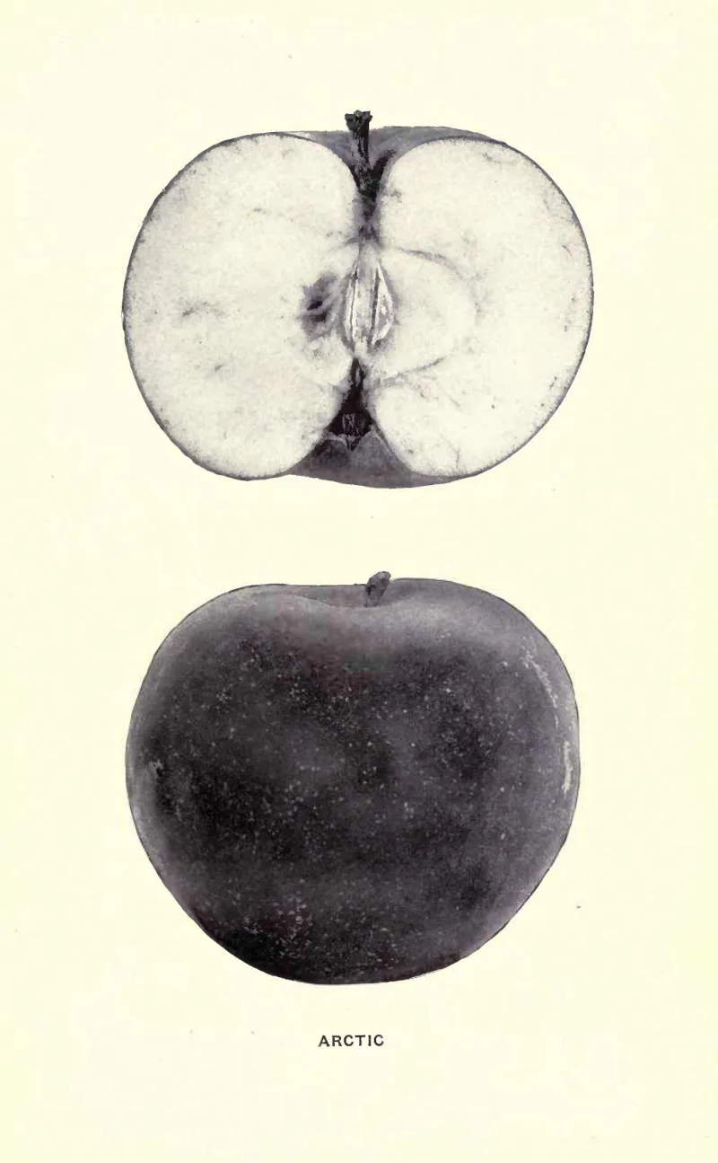 Illustration from Beach, The Apples of New York Vol. 2 (1905)
