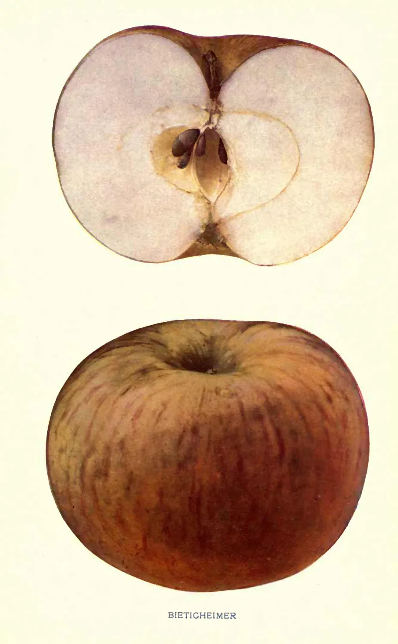 Illustration from Beach, The Apples of New York Vol. 2 (1905)