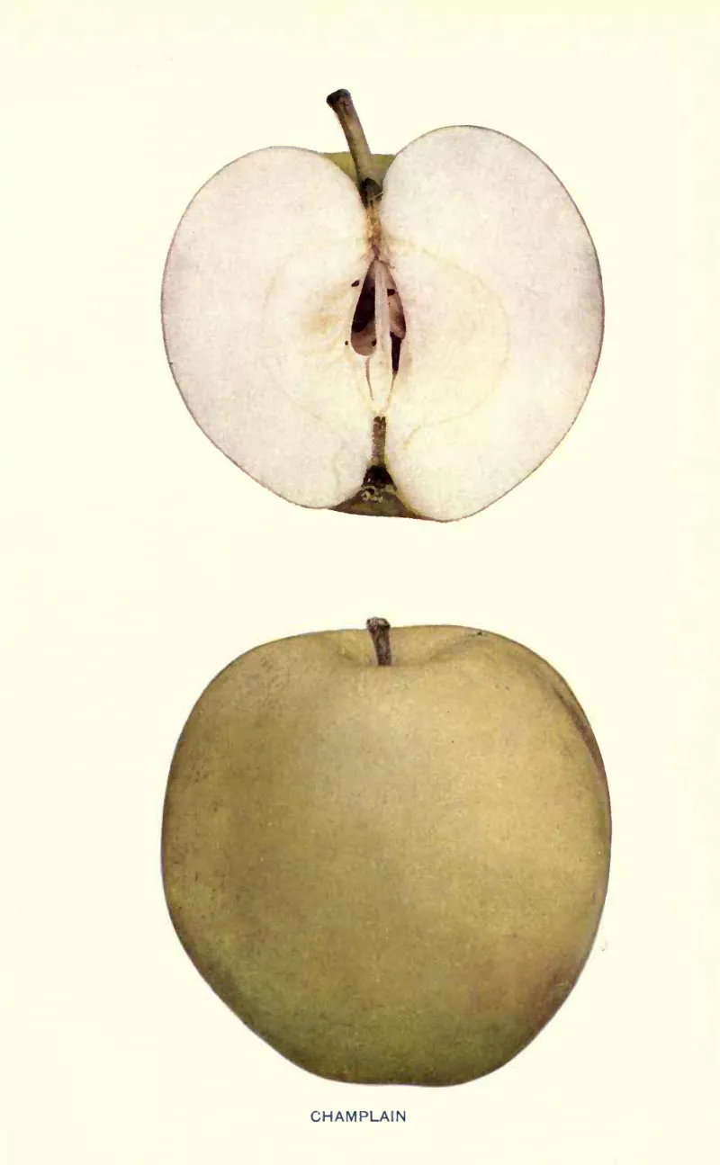 Illustration from Beach, The Apples of New York Vol. 2 (1905)