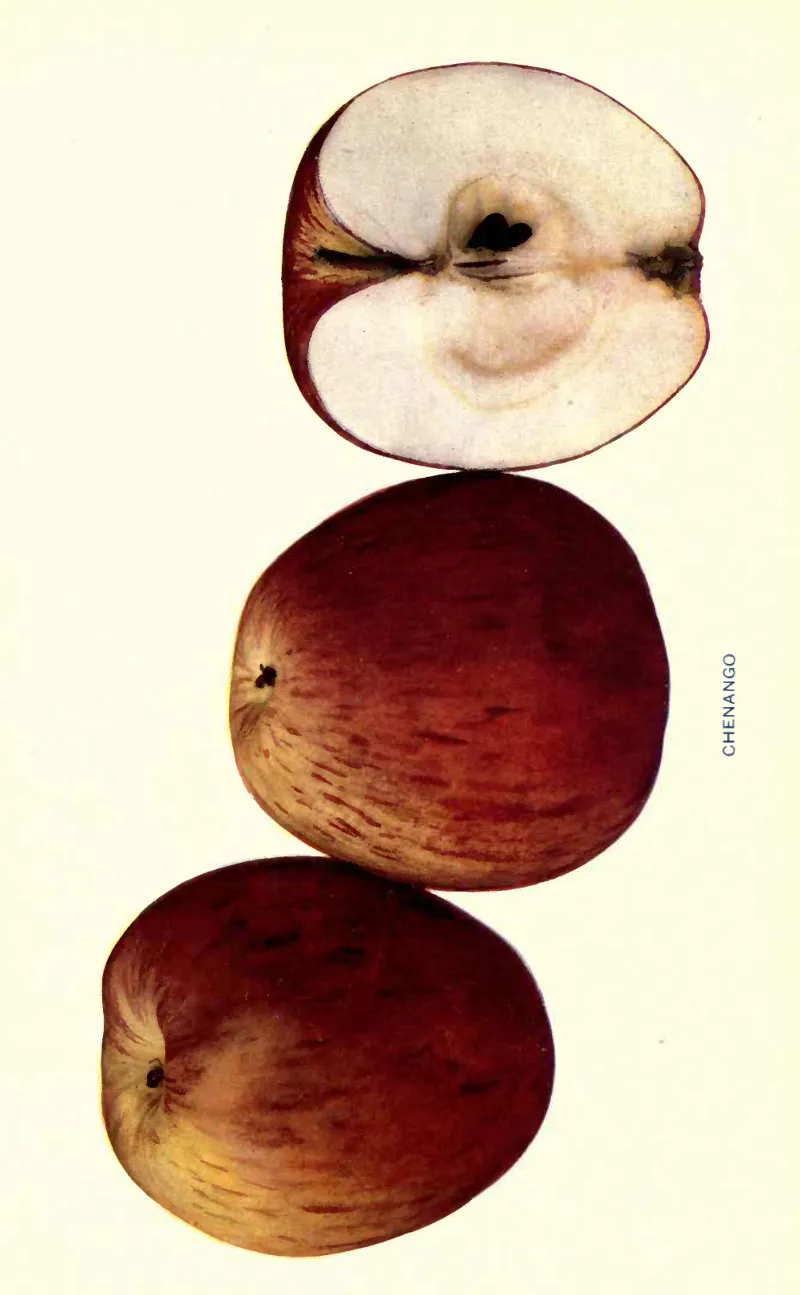 Illustration from Beach, The Apples of New York Vol. 2 (1905)