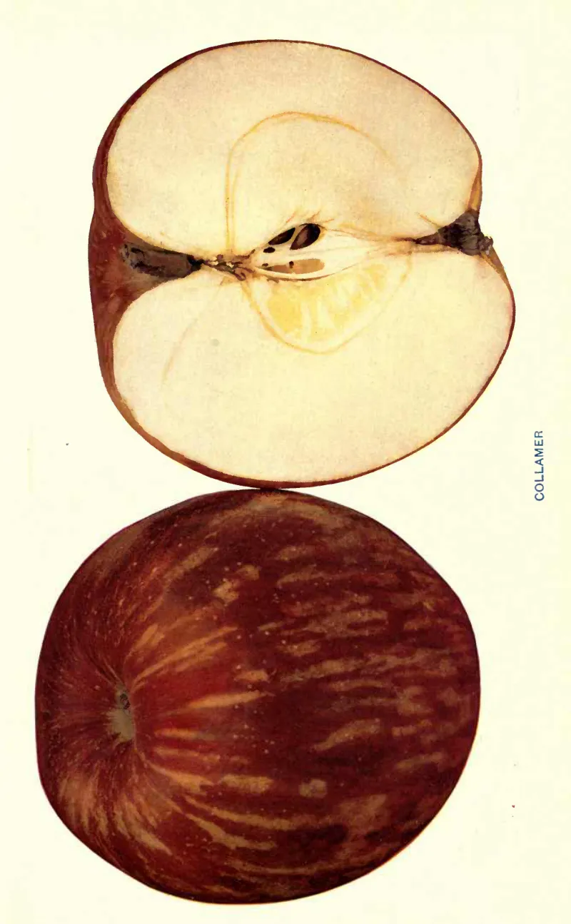 Illustration from Beach, The Apples of New York Vol. 2 (1905)