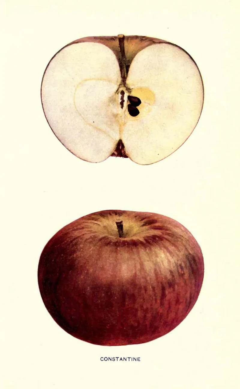 Illustration of Constantine