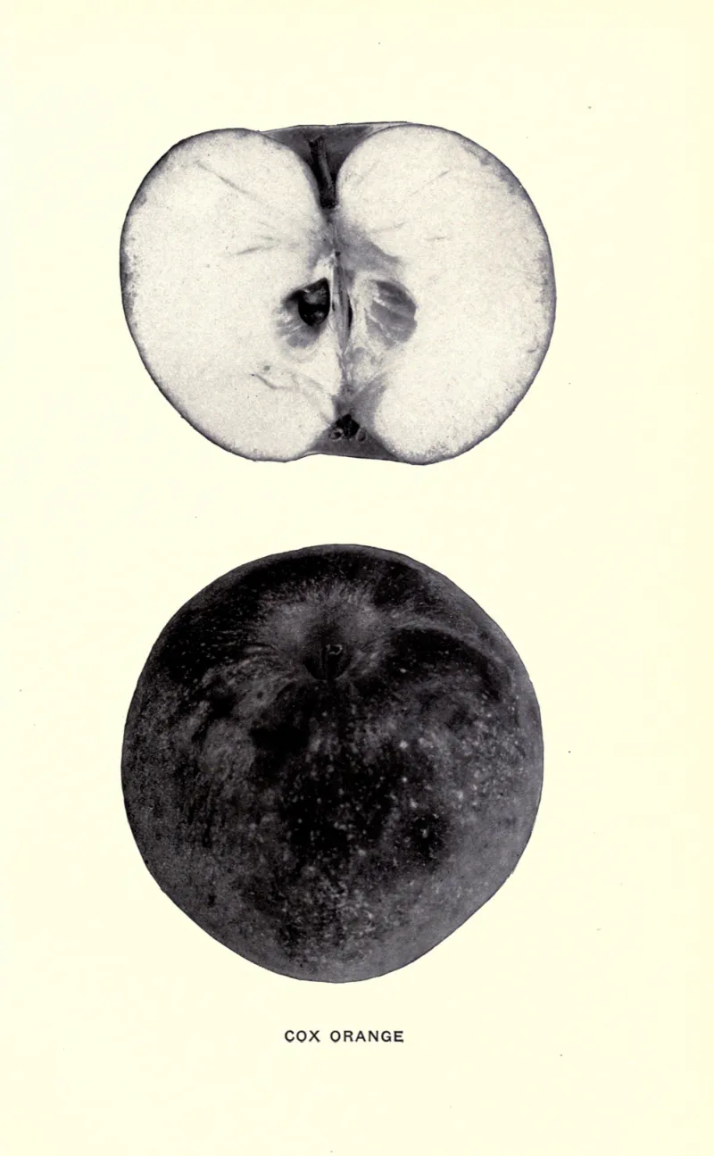 Illustration from Beach, The Apples of New York Vol. 2 (1905)