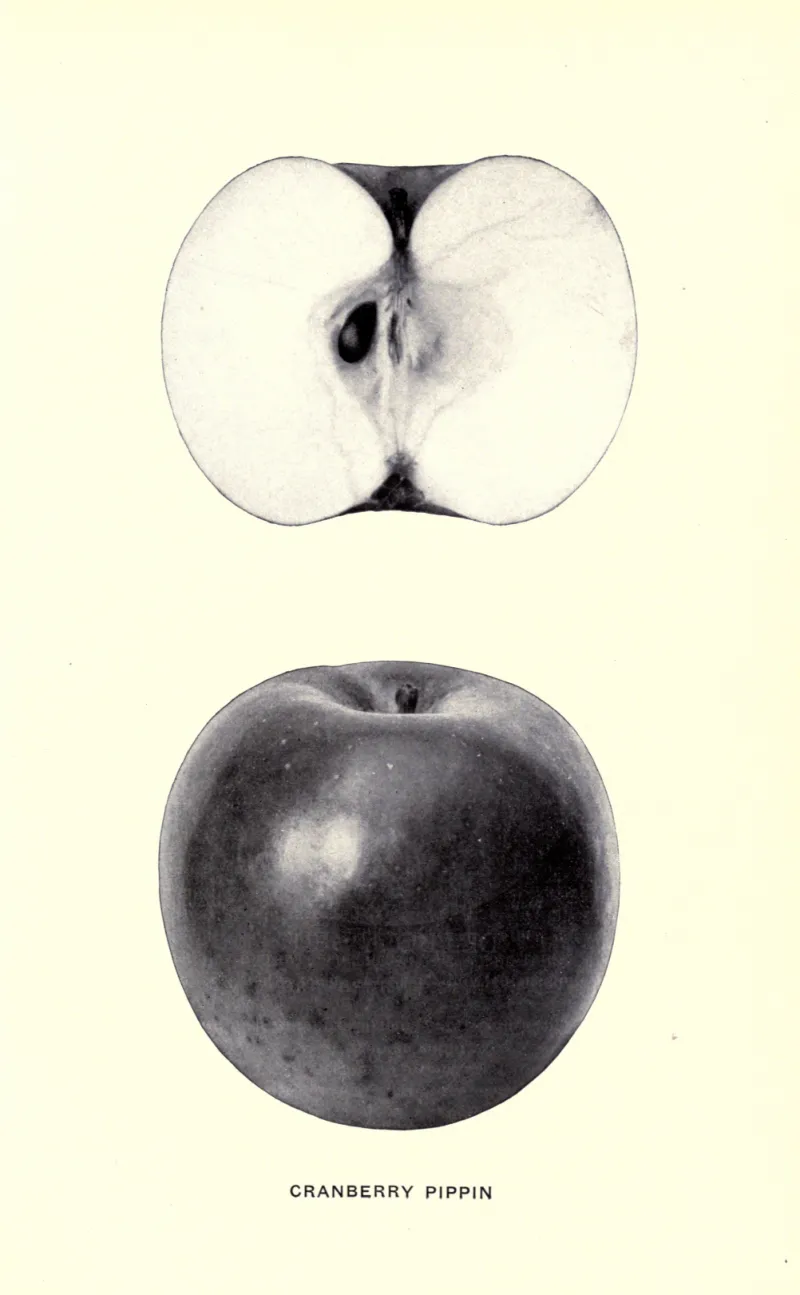 Illustration from Beach, The Apples of New York Vol. 2 (1905)