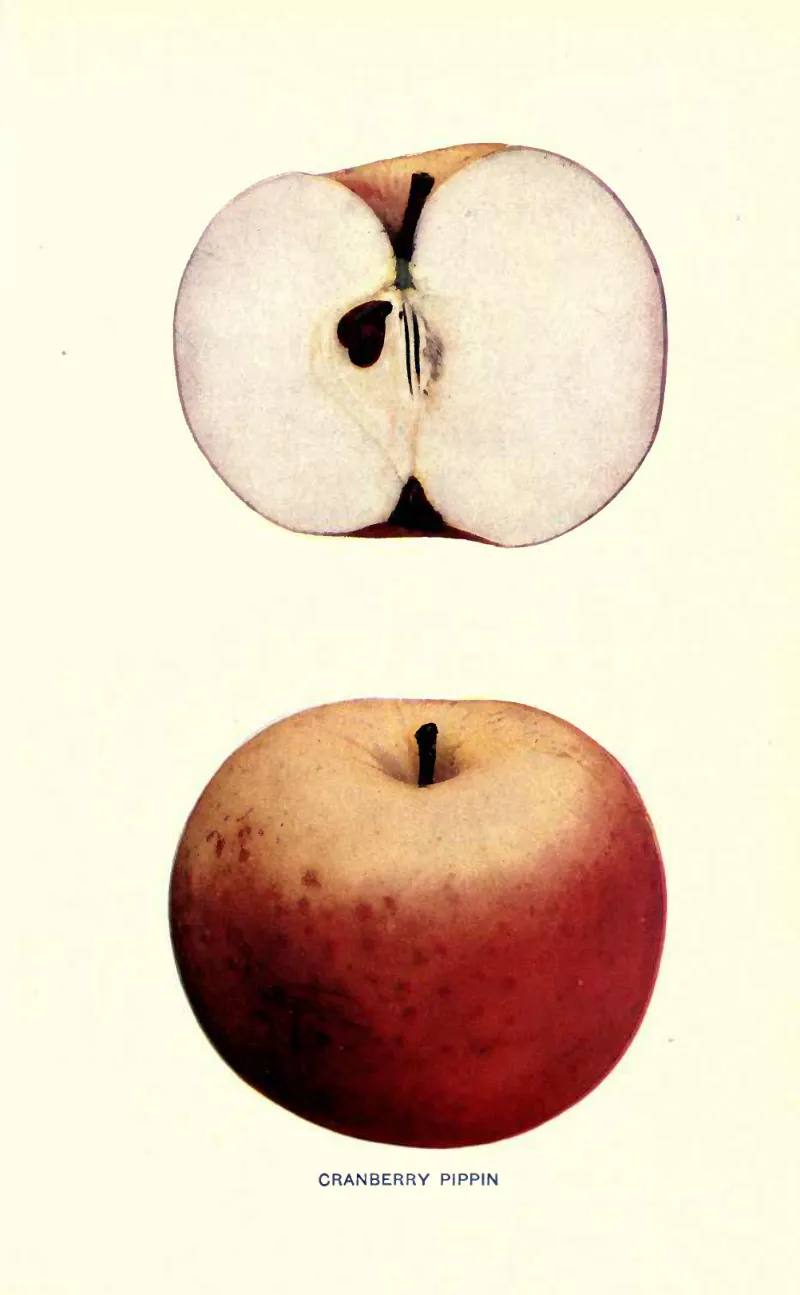 Illustration from Beach, The Apples of New York Vol. 2 (1905)