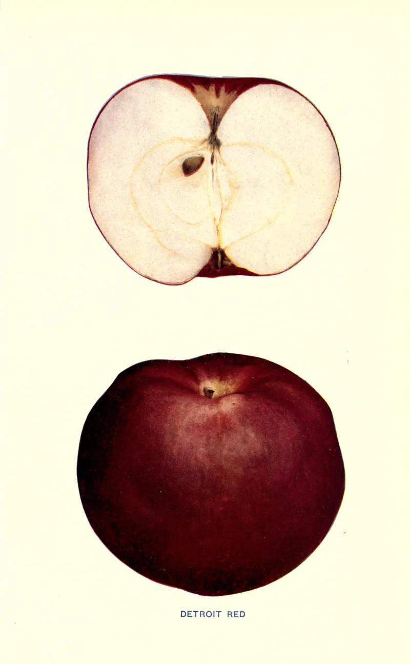 Illustration from Beach, The Apples of New York Vol. 2 (1905)
