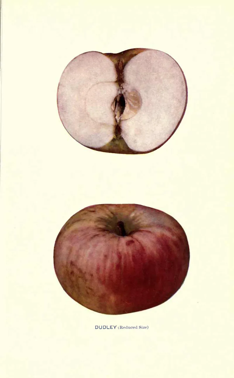 Illustration of Dudley