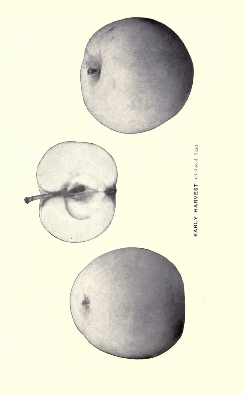 Illustration from Beach, The Apples of New York Vol. 2 (1905)