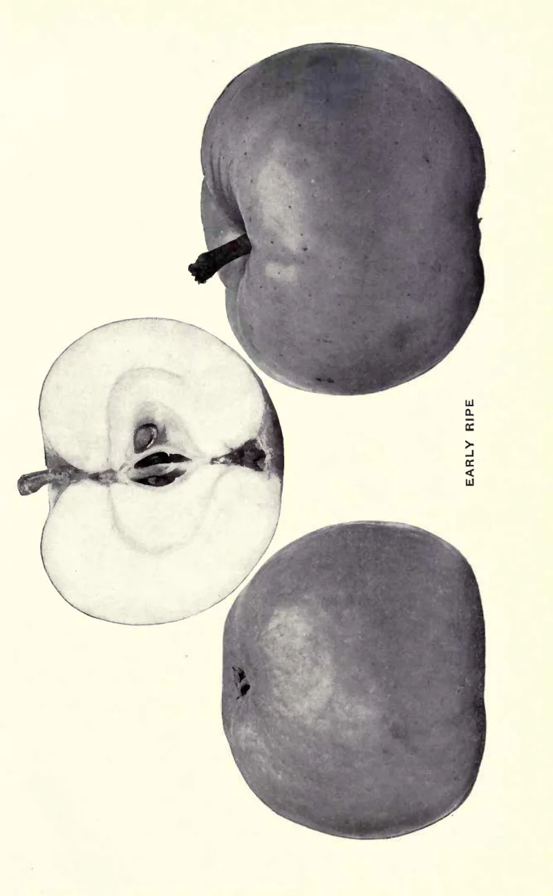 Illustration from Beach, The Apples of New York Vol. 2 (1905)
