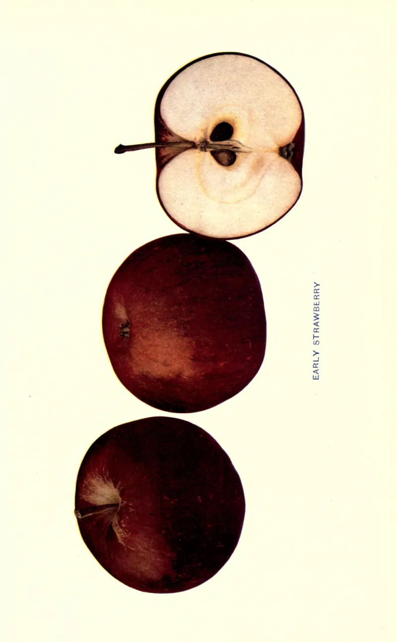 Illustration from Beach, The Apples of New York Vol. 2 (1905)
