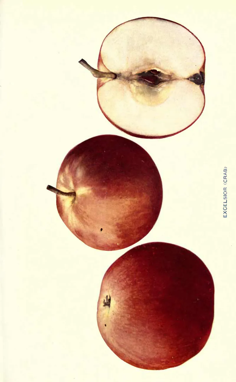 Illustration of Excelsior