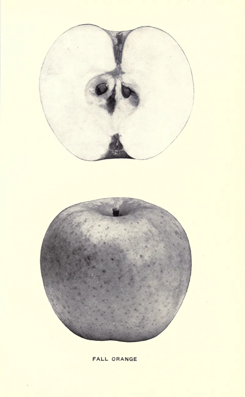 Illustration from Beach, The Apples of New York Vol. 2 (1905)