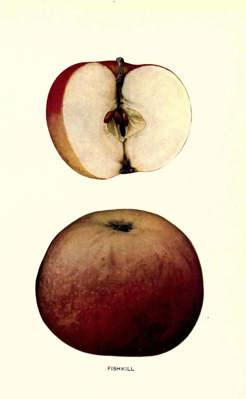 Illustration from Beach, The Apples of New York Vol. 2 (1905)