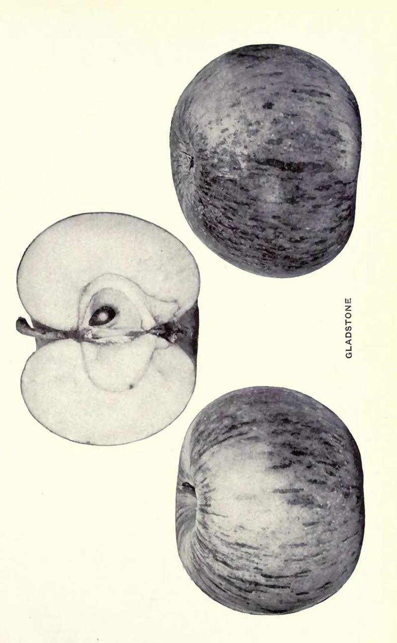 Illustration from Beach, The Apples of New York Vol. 2 (1905)